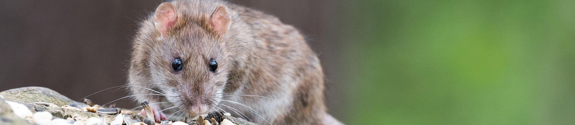 Désinsectisation frelons, guêpes et chenilles dans le Tarn 81