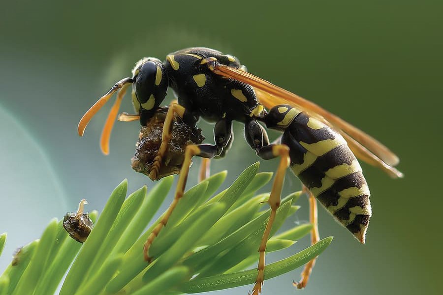 Désinsectisation frelons, guêpes et chenilles dans le Tarn 81