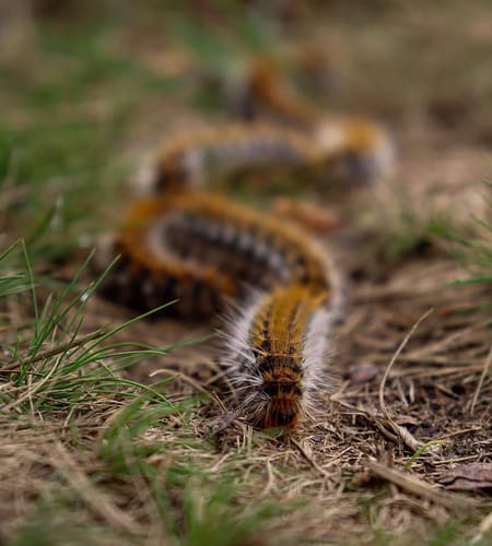 Destruction de nid de chenilles processionnaires dans le Tarn 81
