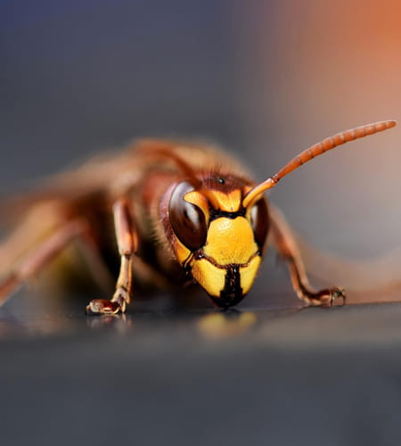 Destruction de nid de frelons dans le Tarn 81