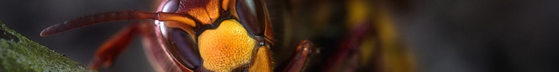 Destruction de nid de frelons dans le Tarn 81