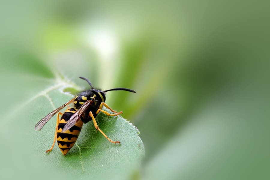 Intervention et élimination nid de Guêpes dans le Tarn 81