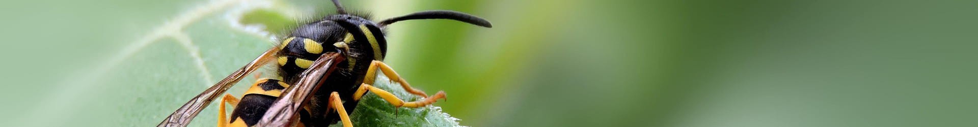 Intervention et élimination nid de Guêpes dans le Tarn 81