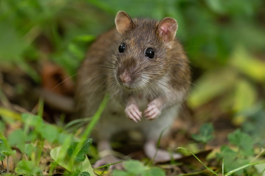 Dératisation rongeurs, rats, souris dans le Tarn 81