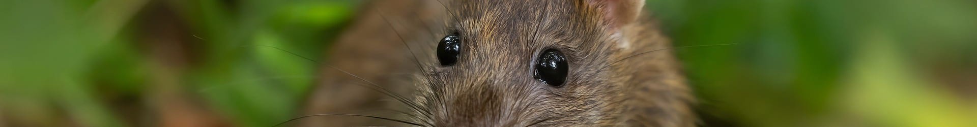 Dératisation rongeurs, rats, souris dans le Tarn 81