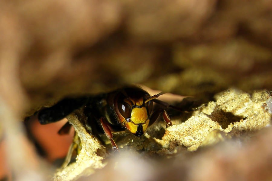 Expert désinsectisation nid de guêpes, frelons, Tarn 81