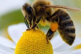 Abeille entrain de butiner sur un bouton d'or