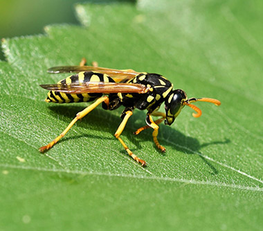 Destruction de nid de Guêpes