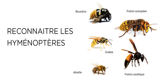 bien différencier les hyménoptères, abeille, guêpe, bourdon, frelon