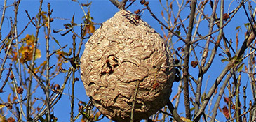 Destruction de nid de frelons à Albi