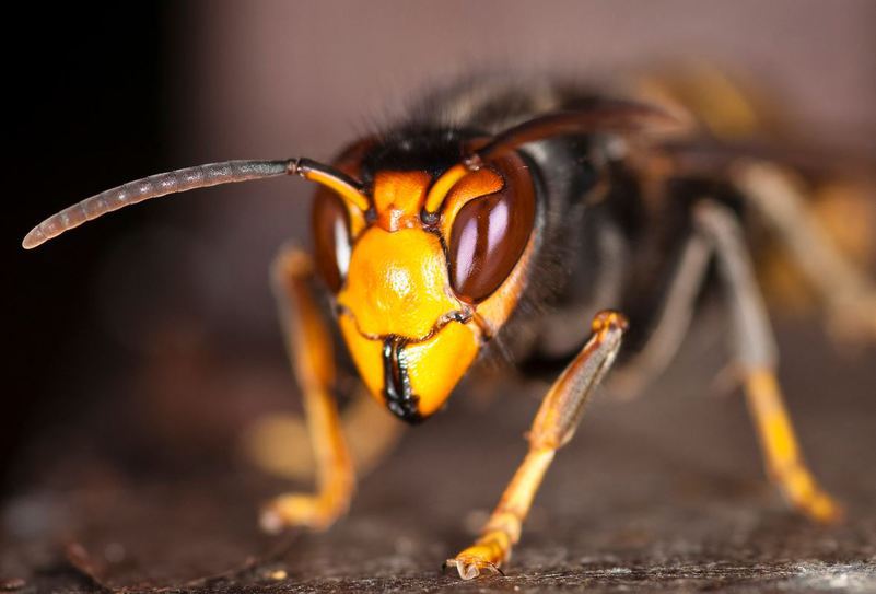 frelon d'amérique